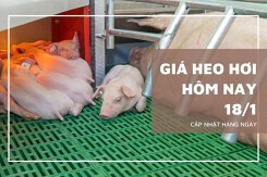 Giá heo hơi hôm nay 18/1: Tiếp tục tăng tại nhiều địa phương, neo ở ngưỡng 58.000 đồng/kg