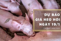 Dự báo giá heo hơi ngày 19/1: Thị trường tiếp tục tăng?