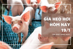 Giá heo hơi hôm nay 19/1: Tiếp đà tăng tại nhiều địa phương