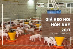 Giá heo hơi hôm nay 20/1: Tiếp đà tăng từ 1.000 đồng/kg đến 2.000 đồng/kg
