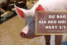 Dự báo giá heo hơi ngày 3/1: Thị trường tiếp tục ổn định?
