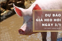 Dự báo giá heo hơi ngày 3/1: Thị trường tiếp tục ổn định?