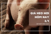 Giá heo hơi hôm nay 3/1: Thị trường biến động trái chiều