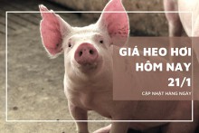 Giá heo hơi hôm nay 21/1: Các địa phương tiếp tục tăng trong tuần tới?