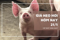 Giá heo hơi hôm nay 21/1: Các địa phương tiếp tục tăng trong tuần tới?