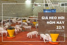 Giá heo hơi hôm nay 22/1: Duy trì ổn định, thấp nhất 50.000 đồng/kg