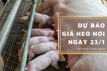 Dự báo giá heo hơi ngày 23/1: Thị trường tiếp đà tăng?