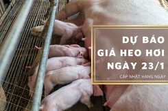 Dự báo giá heo hơi ngày 23/1: Thị trường tiếp đà tăng?
