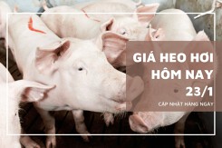 Giá heo hơi hôm nay 23/1: Thị trường tăng giảm không đồng nhất