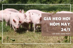 Giá heo hơi hôm nay 24/1: Tăng rải rác ở một vài địa phương