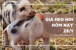Giá heo hơi hôm nay 25/1: Tăng từ 1.000 đồng/kg đến 2.000 đồng/kg
