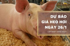 Dự báo giá heo hơi ngày 26/1: Đà tăng còn tiếp tục?