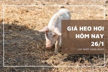 Giá heo hơi hôm nay 26/1: Tiếp đà tăng nhẹ ở nhiều địa phương
