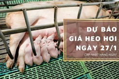 Dự báo giá heo hơi ngày 27/1: Xu hướng tăng vẫn duy trì vào cuối tuần?