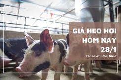 Giá heo hơi hôm nay 28/1: Xu hướng tăng duy trì trong tuần tới?