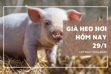 Giá heo hơi hôm nay 29/1: Ổn định trong ngày đầu tuần
