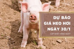 Dự báo giá heo hơi ngày 30/1: Thị trường tiếp tục tăng?