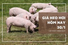 Giá heo hơi hôm nay 30/1: Tiếp đà tăng từ 1.000 đồng/kg đến 3.000 đồng/kg