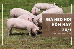 Giá heo hơi hôm nay 30/1: Tiếp đà tăng từ 1.000 đồng/kg đến 3.000 đồng/kg