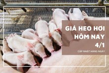 Giá heo hơi hôm nay 4/1: Tăng rải rác ở một vài địa phương