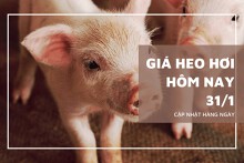 Giá heo hơi hôm nay 31/1: Giảm rải rác ở nhiều địa phương