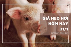 Giá heo hơi hôm nay 31/1: Giảm rải rác ở nhiều địa phương