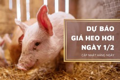 Dự báo giá heo hơi ngày 1/2: Thị trường tiếp tục giảm nhẹ?