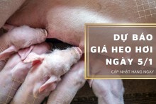 Dự báo giá heo hơi ngày 5/1: Các địa phương điều chỉnh không đồng nhất?