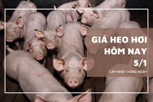Giá heo hơi hôm nay 5/1: Giảm nhẹ, cao nhất 52.000 đồng/kg