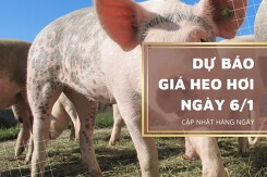 Dự báo giá heo hơi ngày 6/1: Thị trường tiếp đà giảm?