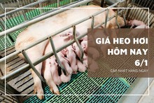 Giá heo hơi hôm nay 6/1: Đi ngang, thấp nhất 48.000 đồng/kg