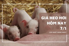 Giá heo hơi hôm nay 7/1: Thị trường biến động trái chiều vào tuần sau?