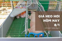 Giá heo hơi hôm nay 8/1: Ổn định trong ngày đầu tuần