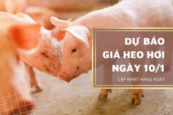 Dự báo giá heo hơi ngày 10/1: Thị trường tiếp tục tăng?