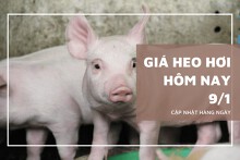Giá heo hơi hôm nay 9/1: Tăng rải rác ở nhiều địa phương