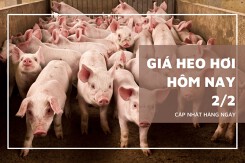 Giá heo hơi hôm nay 2/2: Tiếp tục giảm nhẹ ở ba miền