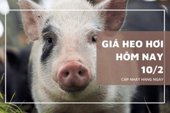Giá heo hơi hôm nay 10/2: Thu mua cao nhất ở ngưỡng 59.000 đồng/kg