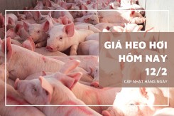 Giá heo hơi hôm nay 12/2: Tiếp tục đi ngang vào sáng đầu tuần