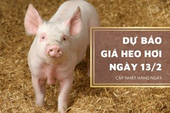 Dự báo giá heo hơi ngày 13/2: Thị trường tiếp tục đi ngang?