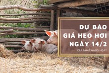 Dự báo giá heo hơi ngày 14/2: Thị trường duy trì đi ngang?