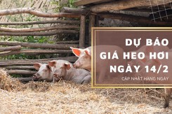 Dự báo giá heo hơi ngày 14/2: Thị trường duy trì đi ngang?