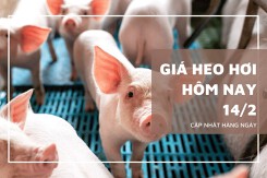 Giá heo hơi hôm nay 14/2: Từ 52.000 đồng/kg đến 59.000 đồng/kg