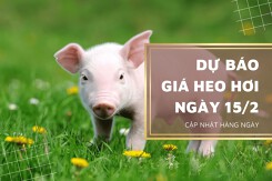 Dự báo giá heo hơi ngày 15/2: Các địa phương tiếp tục ổn định?