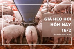 Giá heo hơi hôm nay 16/2: Biến động trái chiều, cao nhất 59.000 đồng/kg