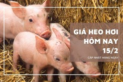 Dự báo giá heo hơi ngày 16/2: Xu hướng đi ngang tiếp diễn?