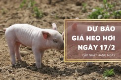 Dự báo giá heo hơi ngày 17/2: Điều chỉnh giảm nhẹ tại các địa phương?