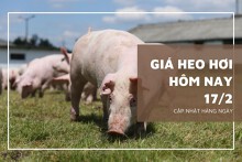 Giá heo hơi hôm nay 17/2: Giảm nhẹ 1.000 đồng/kg ở một vài địa phương