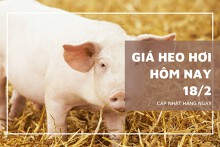 Giá heo hơi hôm nay 18/2: Xu hướng giảm duy trì trong tuần tới?