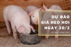 Dự báo giá heo hơi ngày 20/2: Thị trường tiếp tục duy trì ổn định?