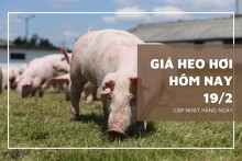 Giá heo hơi hôm nay 19/2: Thu mua ổn định, thấp nhất 52.000 đồng/kg
